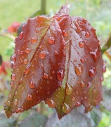 3rd Apr 2012 - Raindrops on roses....
