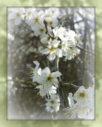 1st Apr 2012 - april blossom in sun