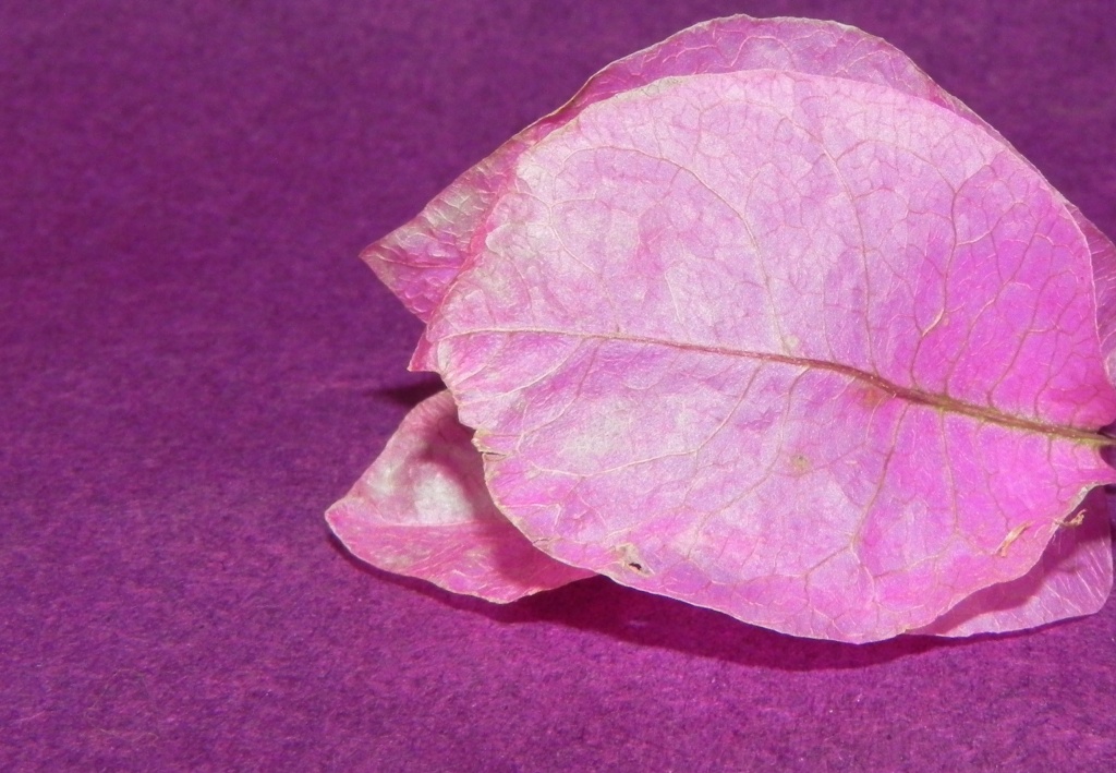 Bouganvilla Leaf by salza