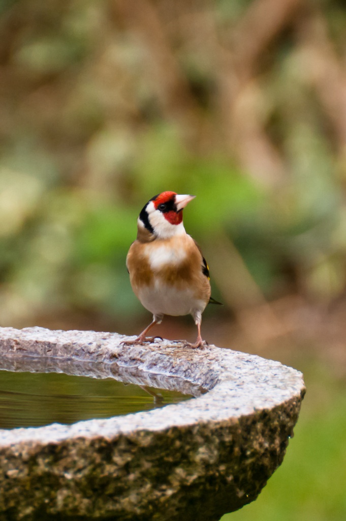 another goldfinch by peadar