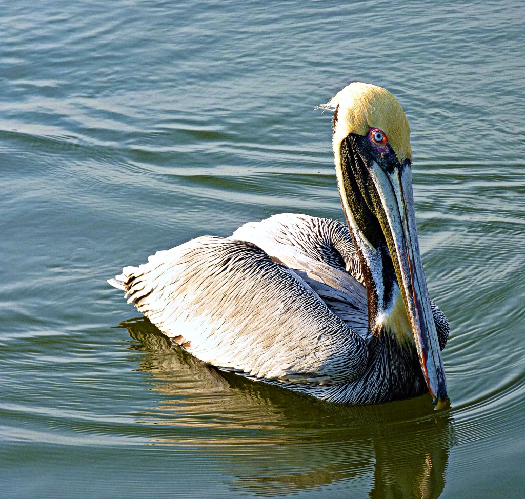 Pelican ~ Edisto Island, SC by peggysirk