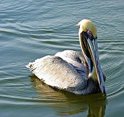 3rd Apr 2012 - Pelican ~ Edisto Island, SC