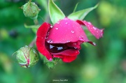 3rd Apr 2012 - Raindrops on a rose and selfie