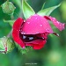 Raindrops on a rose and selfie by grannysue
