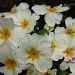Sweet Spring Rain by daffodill