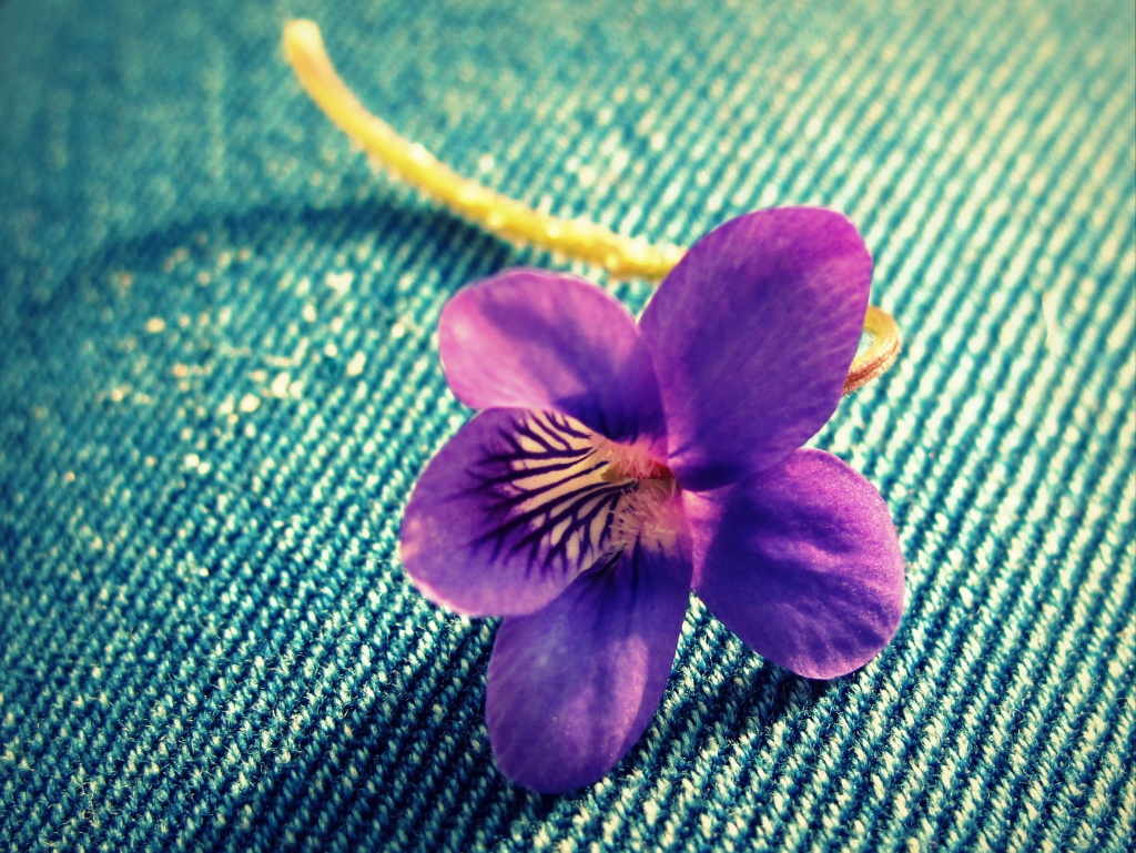 Flower on jeans by halkia