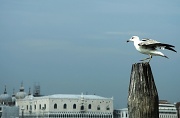 30th Mar 2012 - Venice - Doge's Palace 