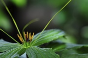 3rd Apr 2012 - Himalayan Trillium