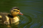 3rd Apr 2012 - Adorable Baby Duckie