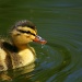 Adorable Baby Duckie by kerristephens