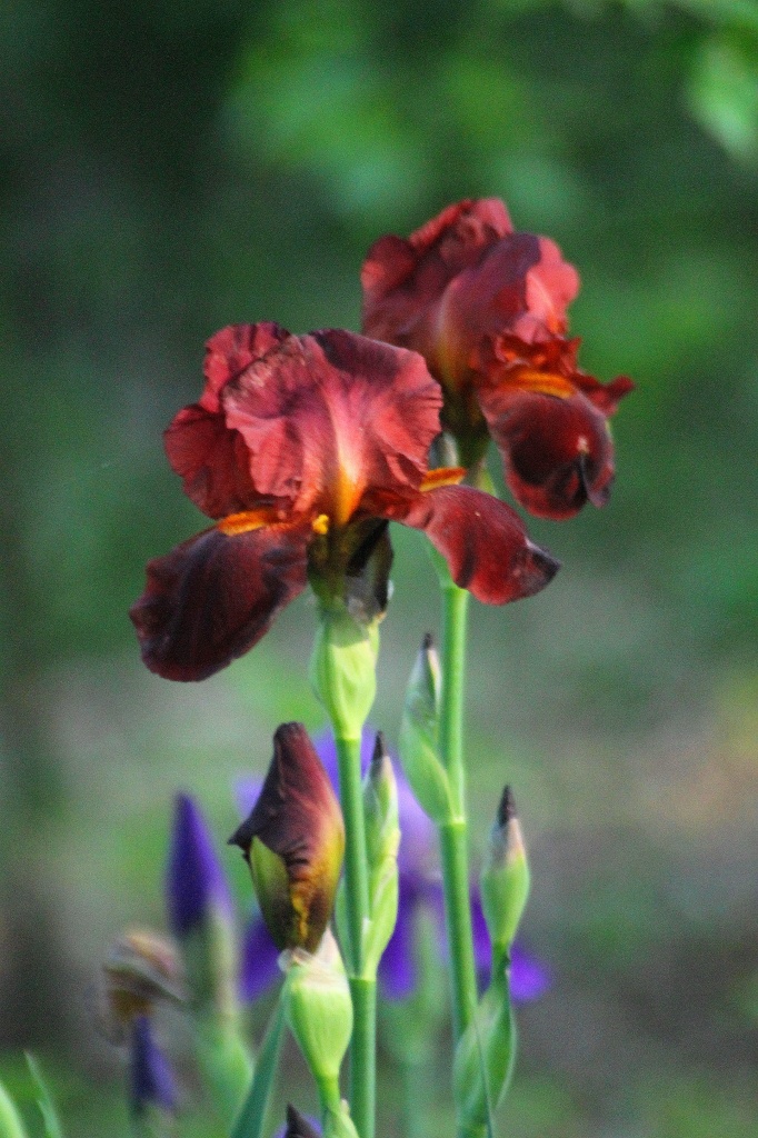 Iris of a different color by vernabeth