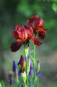 4th Apr 2012 - Iris of a different color