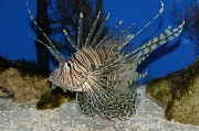 3rd Apr 2012 - Strange Fish, Lowry Zoo, Florida