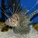 Strange Fish, Lowry Zoo, Florida by rob257
