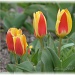 tiptoe through the tulips by mjmaven