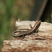 Lizard on Wood by wenbow