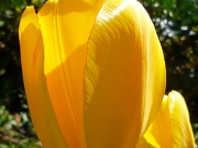 3rd Apr 2012 - Tulip!