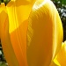 Tulip! by tatra