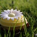 Daisy cake by karendalling