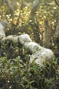 4th Apr 2012 - Mangroves and bokeh