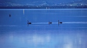 4th Apr 2012 - Black Swans