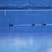 Black Swans by peterdegraaff