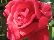 3rd Apr 2012 - A red red rose!