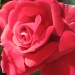 A red red rose! by marguerita