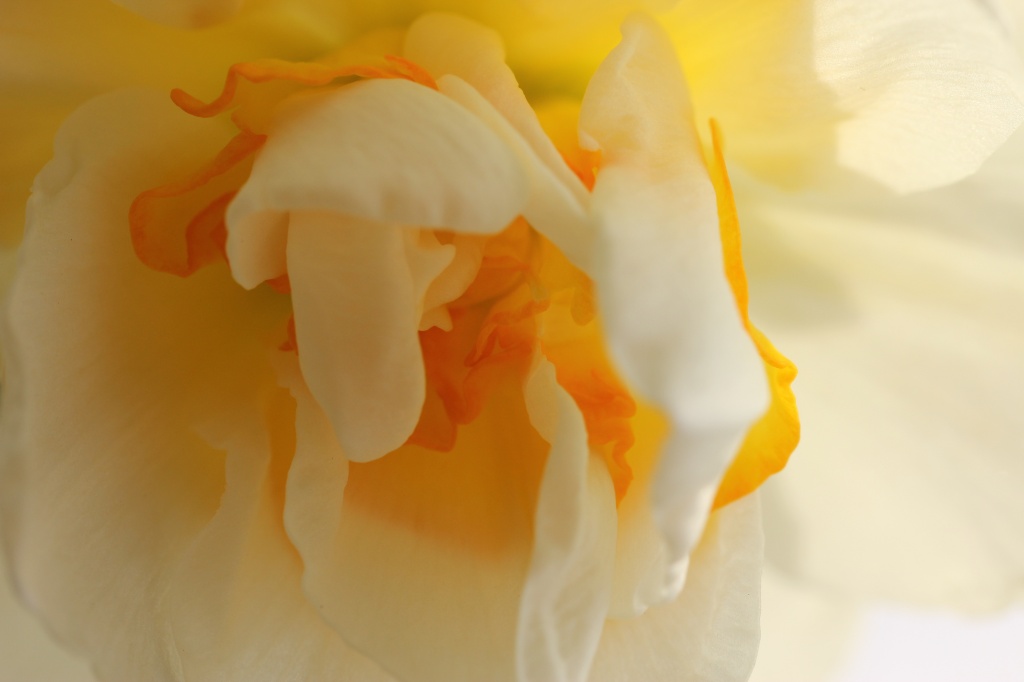 Sunlight Through Daffodil by cdonohoue