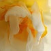Sunlight Through Daffodil by cdonohoue
