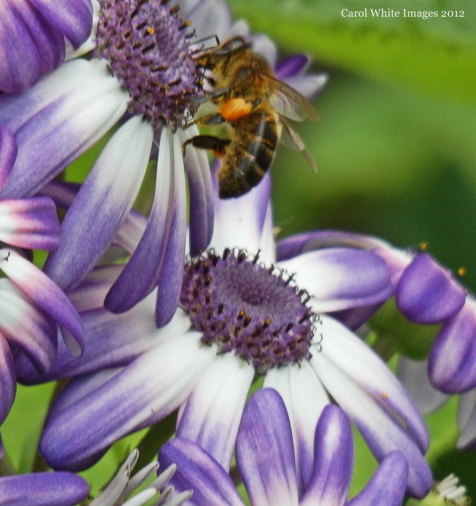 Collecting Pollen by carolmw