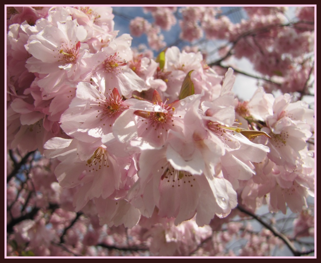 cherry blossom by busylady