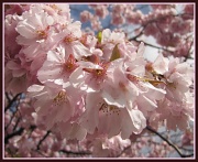 4th Apr 2012 - cherry blossom