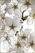 4th Apr 2012 - 4.4.12 blossom