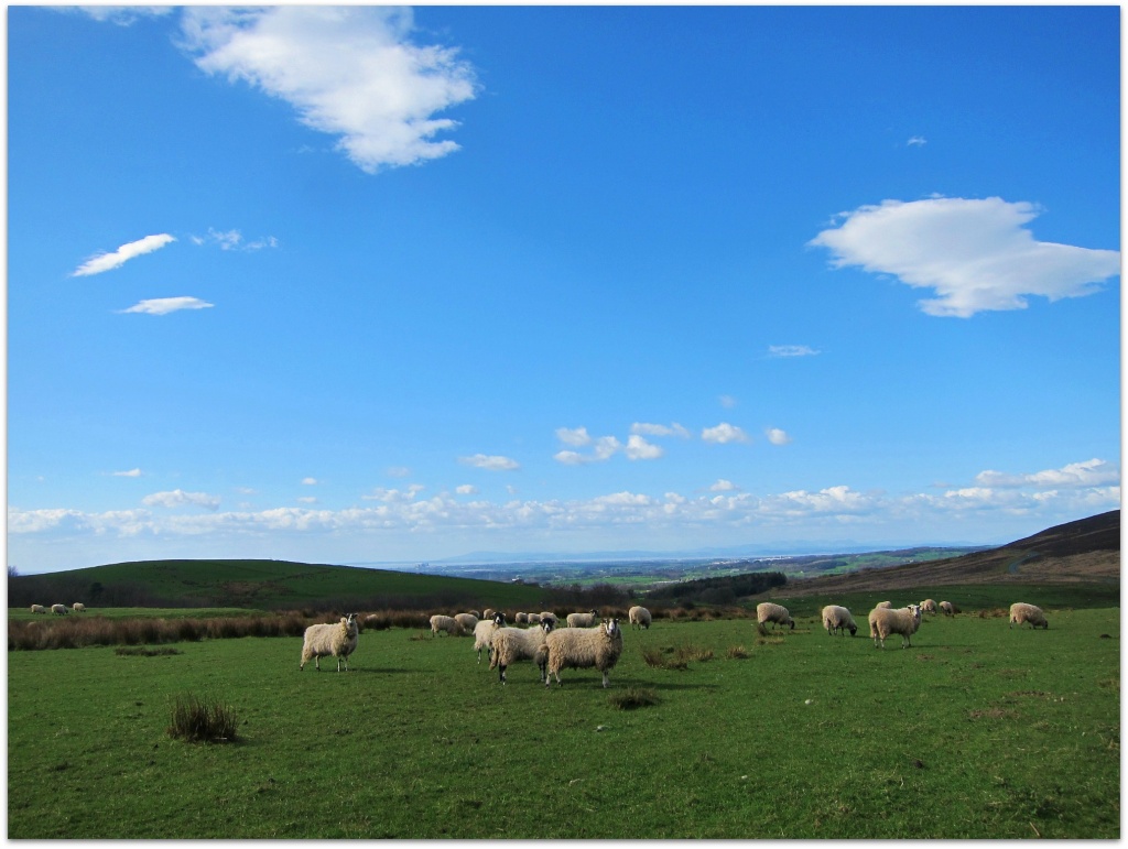 Pasturing sheep.  by happypat
