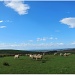 Pasturing sheep.  by happypat
