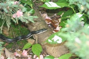 4th Apr 2012 - Snake!