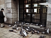 4th Apr 2012 - The Pigeon Fancier