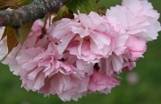4th Apr 2012 - Cherry blossom in Washington D.C.