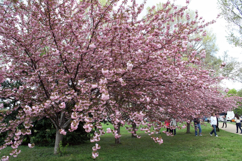 Cherry blossom trees in Washington D.C. by mittens