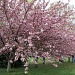 Cherry blossom trees in Washington D.C. by mittens