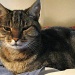 2012 04 04 Lap Cat by kwiksilver