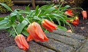 4th Apr 2012 - Look what's happened to my tulips :(