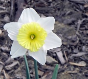 4th Apr 2012 - Flower 
