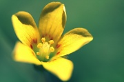 4th Apr 2012 - Little Yellow Flower
