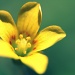 Little Yellow Flower by kerristephens
