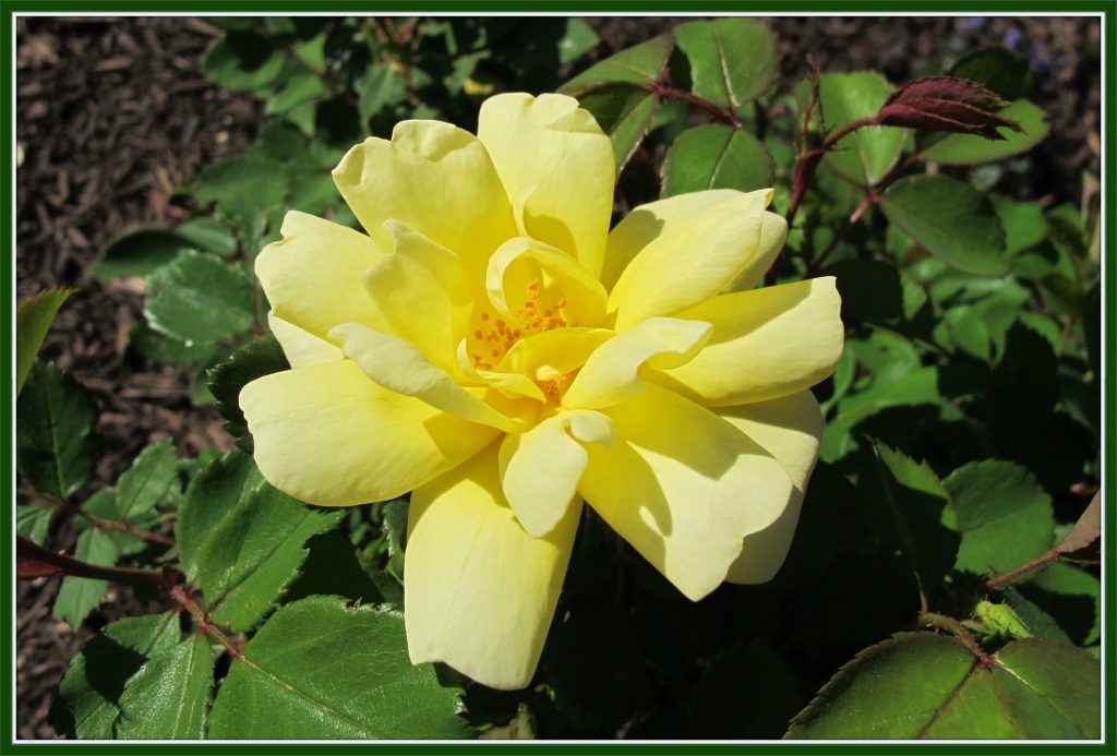 Yellow Rose of Richmond by allie912