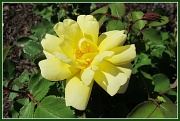 5th Apr 2012 - Yellow Rose of Richmond
