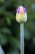 4th Apr 2012 - Floral stemware?