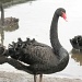 Black Swan by wenbow